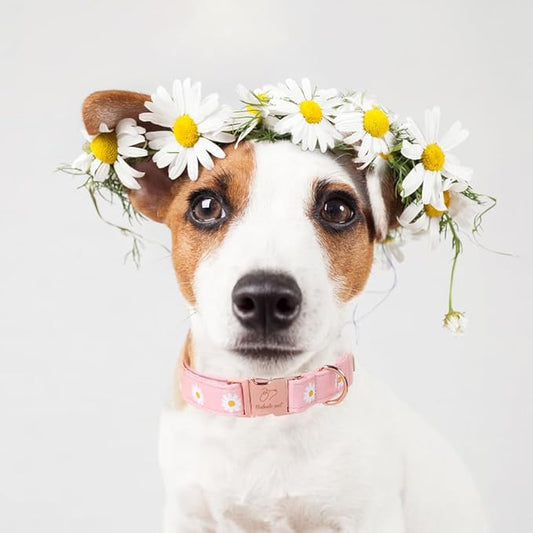 Spring Dog Collar, Cute Pink Daisy Femal Pet Collar with Metal Buckel, Durable Adjustable Designer Dog Collars for Small Medium Large Dogs XL
