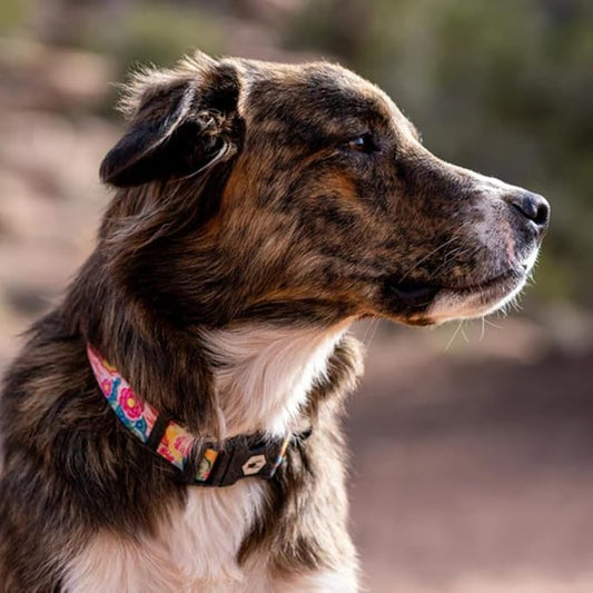 Wolfgang Heavy Duty, Adjustable Dog Collar with Quick Release Nylon Buckle for Walking & Training, PackLeader Print, Small