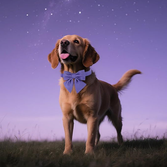 Maca Bates Purple Dog Collar with Cute Petunia Solid Sailor Bow Tie,Small Girl Boy Dogs,Girly Adjustbale Durable Breakaway Soft Collars with Bowtie for Female Male Puppy,Pet with Metal Buckle