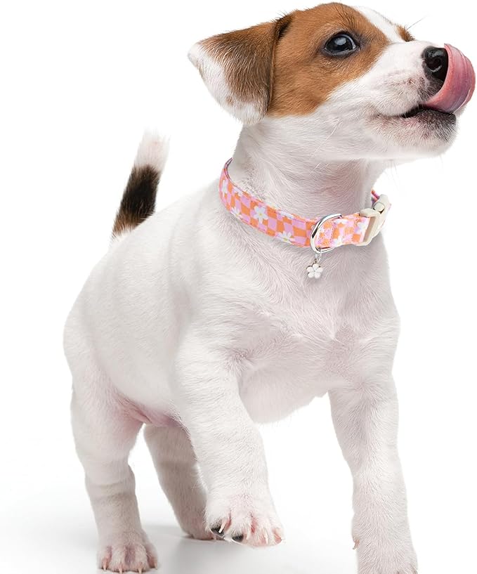 Faygarsle Floral Dog Collar, Pink and Orange Pattern with White Flowers, Spring Summer Design for Small Medium Large Dogs XS