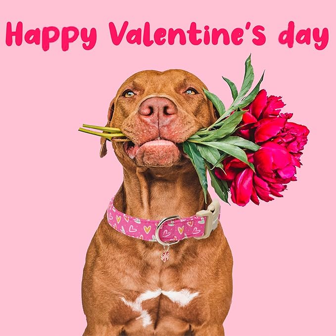 Faygarsle Valentine's Day Dog Collar, Pink Heart Pattern with Metal D-Ring and Heart Charm, Adjustable Pet Collar for Small Medium Large Dogs S