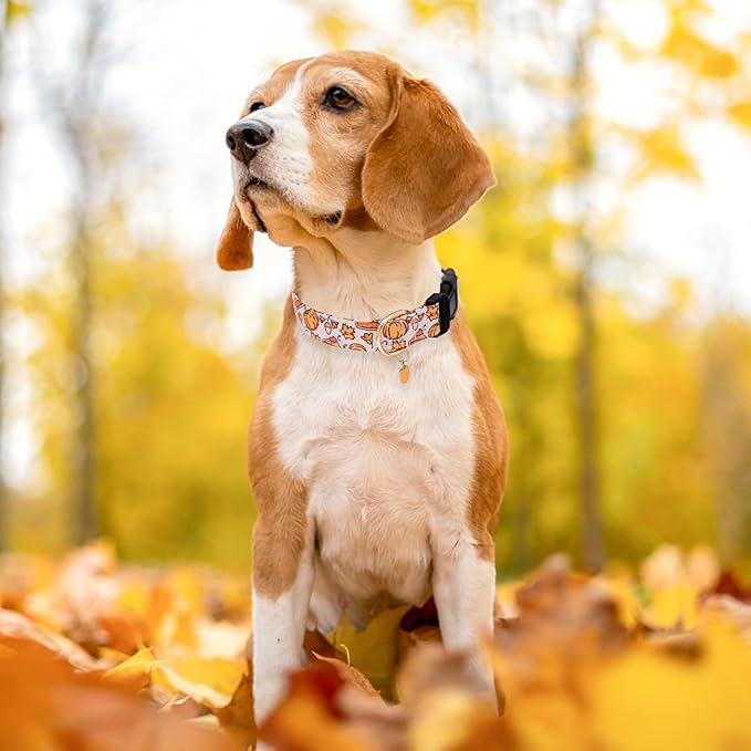 Faygarsle Orange Dog Collar with Pumpkin Leaf Patterns Cute Puppy Collar for Fall Autumn Seasons Dog Collar for Small Medium Large Dogs Stylish Dog Necklace for Male Female Boy Girl Dogs XS