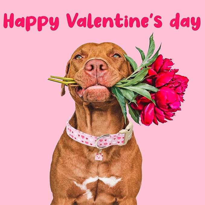 Faygarsle Valentine's Day Dog Collar, Pink with Red and White Hearts Pattern, Adjustable with Quick-Release Buckle and Heart Charm XS