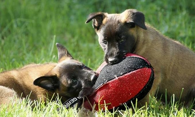Dingo Gear Dog Tug Ball Ø 16 cm Bite Training IGP K9 Fun Blue S02792