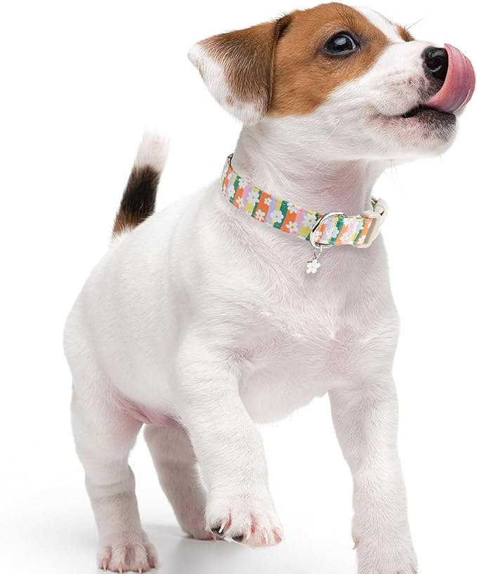Faygarsle Colorful Floral Dog Collar, Cotton Fabric with Daisy Pattern, Multi-Color Stripes Spring Summer Design for Small Medium Large Dogs XS