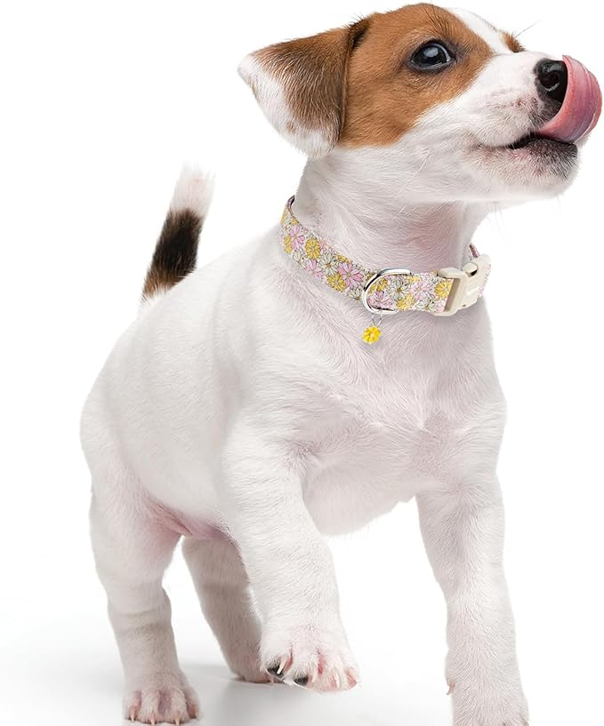 Faygarsle Floral Girl Dog Collar, Cotton Fabric with Daisies Pattern, Pink and Yellow Summer Spring Design for Small Medium Large Dogs L