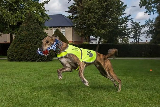 Safety Reflective Vest for Dogs - High Visibility for Outdoor Activity Day and Night, Protect Your Pet from Cars & Hunting Accidents