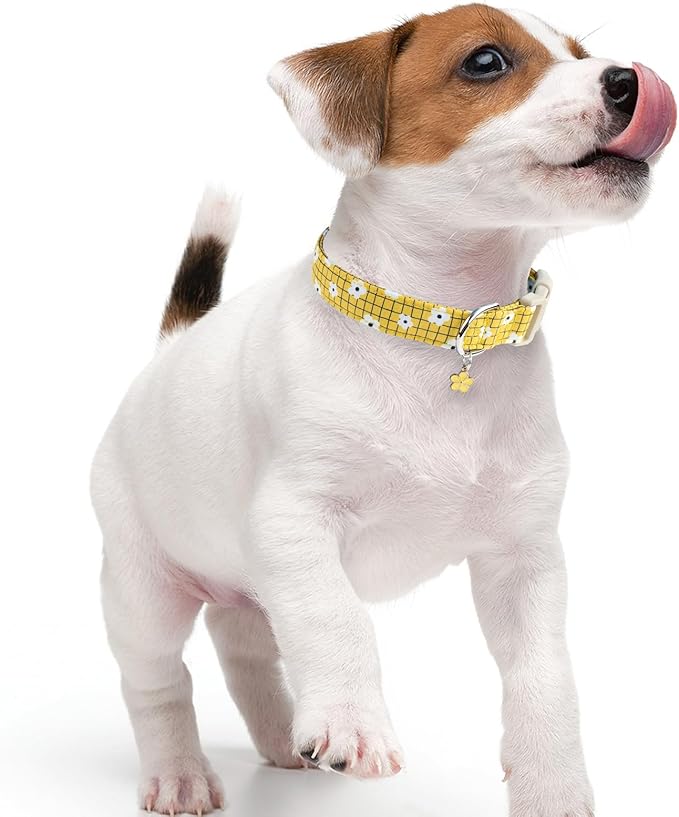 Faygarsle Floral Plaid Pattern Dog Collar, Yellow with White Flowers Summer Spring Design for Small Medium Large Dogs XS