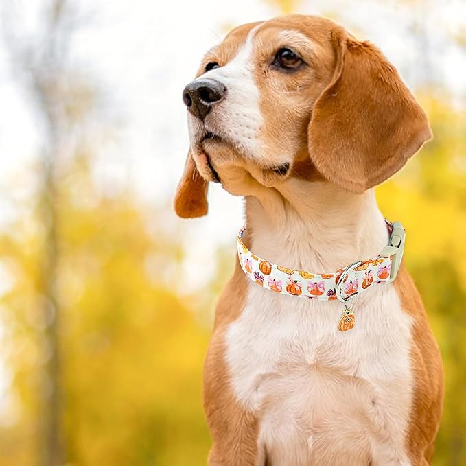 Faygarsle Fall Pumpkin Pattern Dog Collar with Charm, Adjustable Neckwear for Small Medium Large Dogs, Orange and Pink for Small Medium Large Dogs S