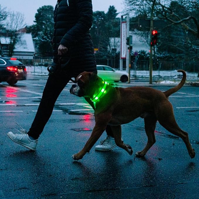 Illumifun Light Up Dog Collar - USB Rechargeable LED Dog Collar Glow in The Dark - High Visibility Glow Collar for Night Walking (Small, Fluorescent Green)