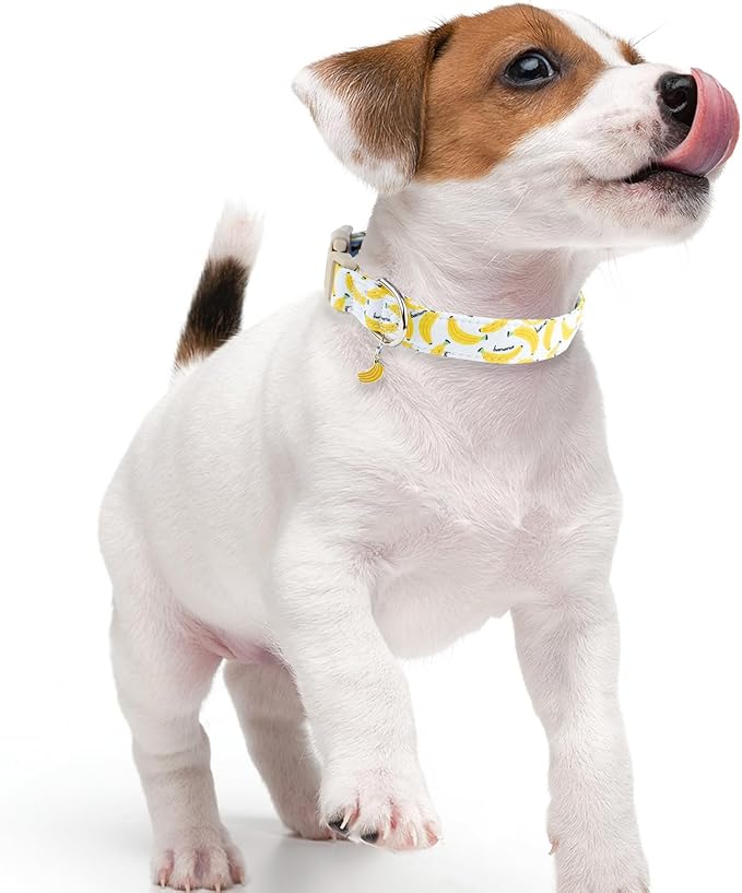 Faygarsle Cute Banana Print Dog Collar Spring Summer Design for Small Medium Large Dogs White and Yellow M