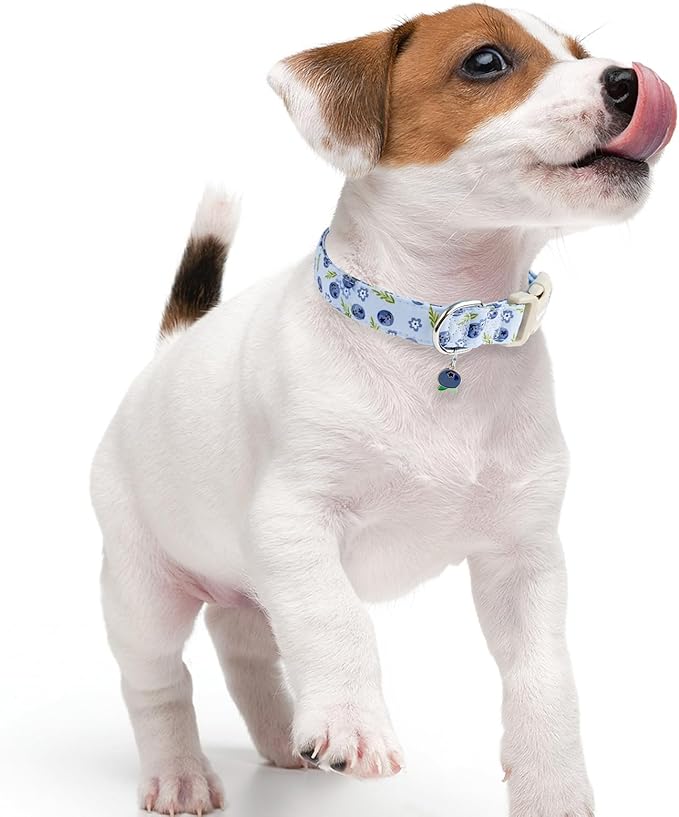 Faygarsle Blueberry Pattern Dog Collar for for Summer Small Medium Large Dogs Light Blue M