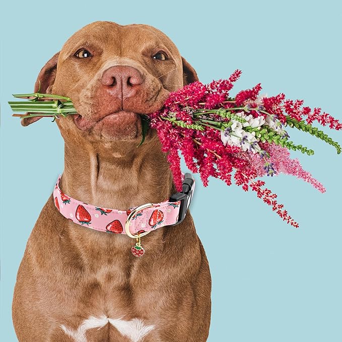 Faygarsle Pink Strawberry Pattern Cotton Dog Collar for Small, Medium, Large Boys Girls Dogs XS