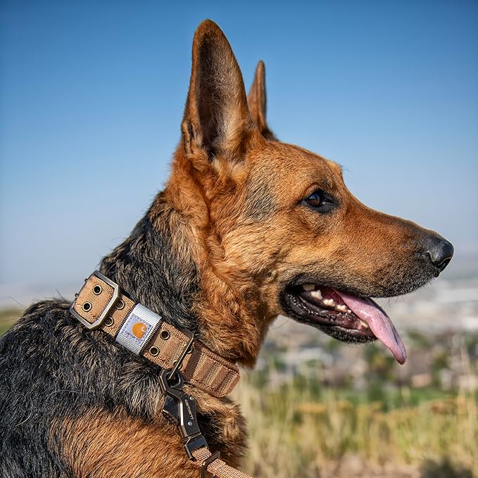 Carhartt Pet Fully Adjustable Wide Webbing Collar for Dogs, Heavy Duty Nylon for Walking & Training, Blaze Orange, Large