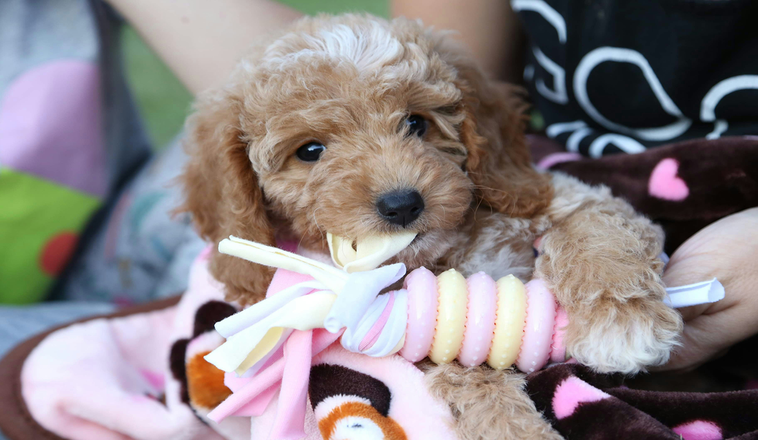 New Puppy Survival Guide: Essential Checklist for the First 48 Hours