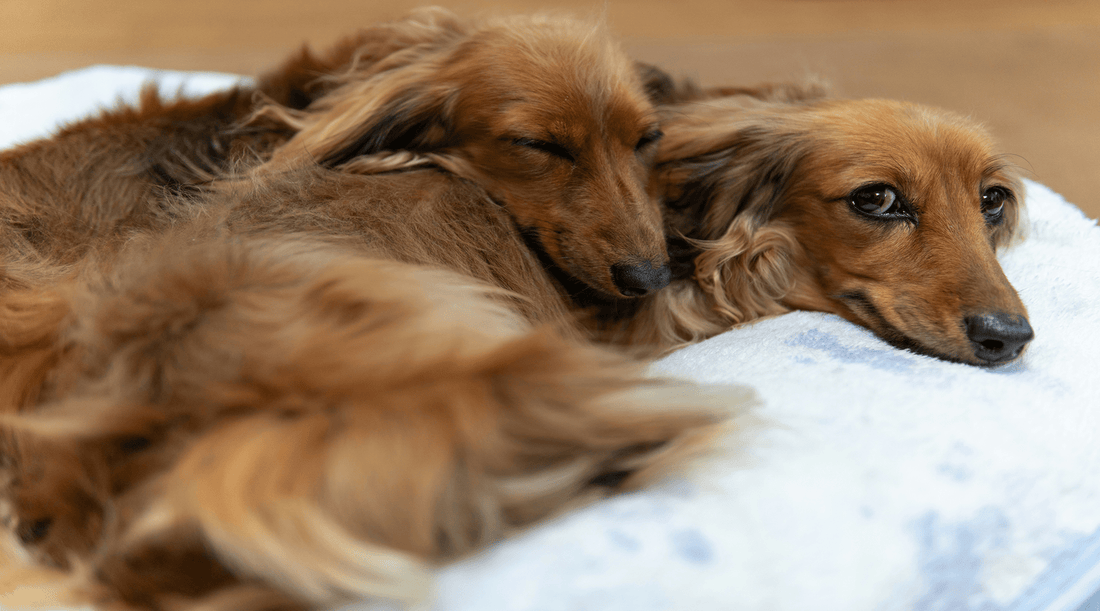 Why Your Pet’s Bed Matters More Than You Think