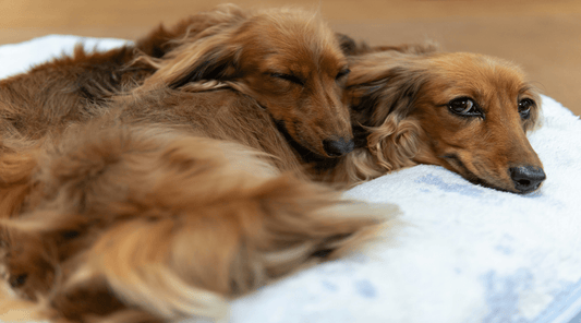 Why Your Pet’s Bed Matters More Than You Think