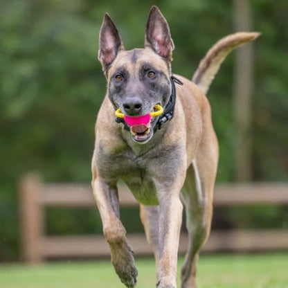 Project Hive Dog Ball | Set of 3 Looped Dog Balls | Interactive Dog Toys Compatible with Hive Zoomer Dog Toy Thrower | Perfect for Fetch and Tug Play | Pink, Green, Blue