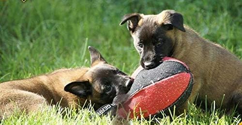Dingo Gear Dog Tug Toy for Strong Dog, Bite Training, IGP, Fun, French Linen, Rugby red S02782