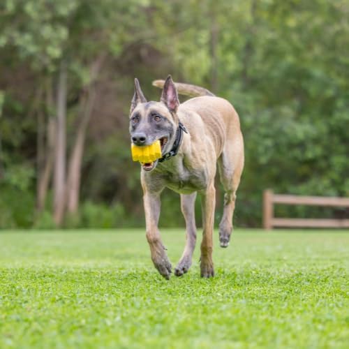 Project Hive Dog Ball | Looped Small Hive Toy | Interactive Dog Toys Compatible with Hive Zoomer Dog Ball Thrower | Dog Toys Perfect for Fetch and Tug Play | Yellow