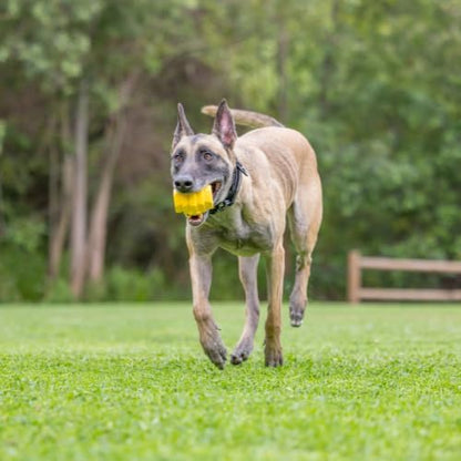 Project Hive Dog Ball | Looped Small Hive Toy | Interactive Dog Toys Compatible with Hive Zoomer Dog Ball Thrower | Dog Toys Perfect for Fetch and Tug Play | Yellow