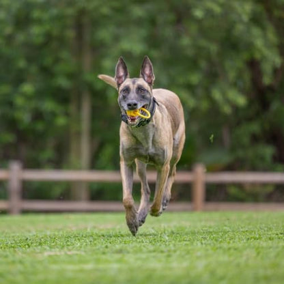 Project Hive Dog Ball | Looped Small Hive Toy | Interactive Dog Toys Compatible with Hive Zoomer Dog Ball Thrower | Dog Toys Perfect for Fetch and Tug Play | Yellow