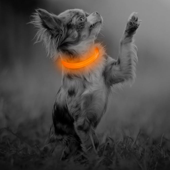 BSEEN Light Up Dog Collar, Reflective LED Dog Collar Rechargeable Glowing Puppy Collar for Puppies & Cats，Safety Dog Lights for Night Walking (Orange)
