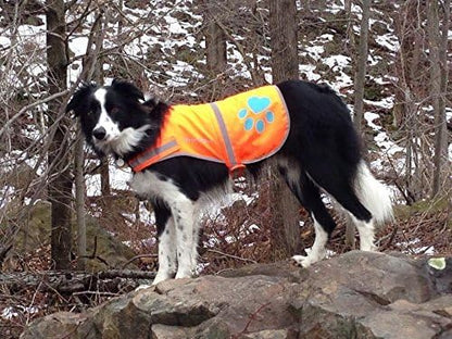 SafetyPUP XD Reflective Dog Vest. Hi-Visibility, Fluorescent Blaze Orange Dog Vest Helps Protect Your Best Friend. Safeguard Your PUP from Motorists & Hunting Accidents, On or Off Leash (Medium)