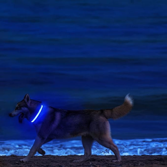 MASBRILL Led Dog Collar - Light Up, Night Walking, Water-Resistant Blue Glowing Collar 4 Colors to Choose From