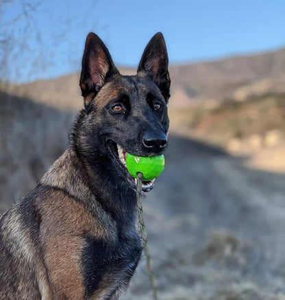 K9 Ops Dog Ball on a Rope Moki Tug Toy - Solid Rubber Fetch Training Reward - Large Dogs Tugs Durable Aggressive Chewers (Ruby Red, MD/LG)