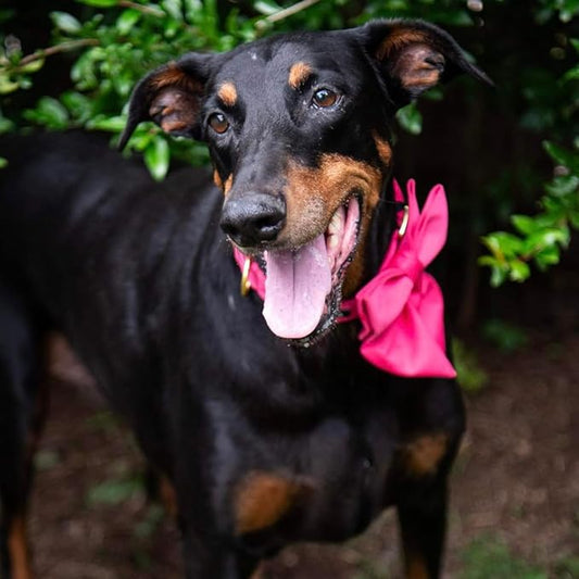 Maca Bates Hot Pink Dog Collar with Cute Rose Red Solid Sailor Bow Tie,Medium Girl Boy Dogs,Girly Adjustbale Durable Breakaway Soft Collars with Bowtie for Female Male Puppy,Pet with Metal Buckle