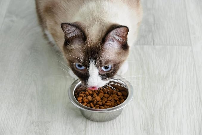 Van Ness Pets Lightweight Stainless Steel Cat Bowl, 8 OZ Food And Water Dish, Natural