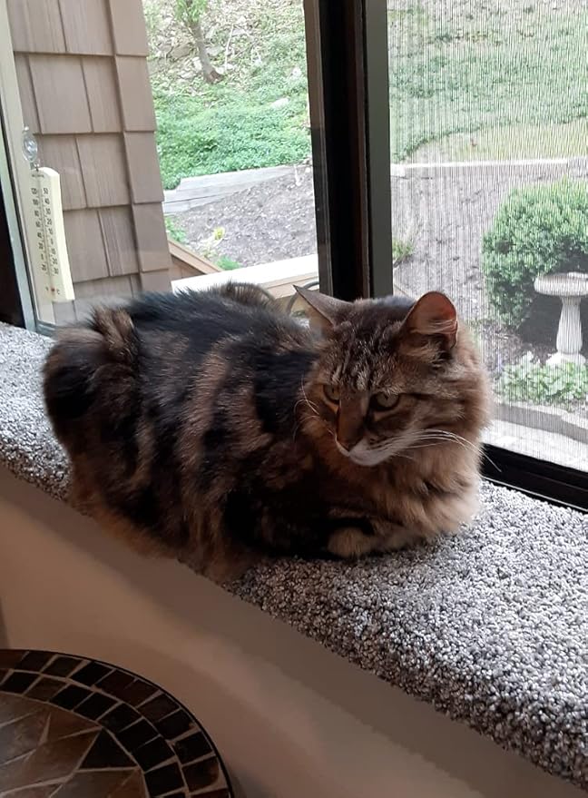 Purrched Cat Window Perch (24 Inch)