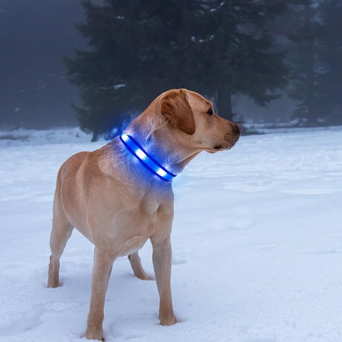 Illumifun LED Dog Collar, USB Rechargeable Light Up Dog Collar, Reflective Sfety Collar Light Glow in The Dark (Medium, Light Blue)