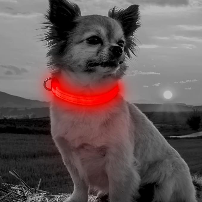 BSEEN LED Dog Collar - Rechargeable Light Up Dog Collar for Small Dogs& Cats, Reflective Adjustable Puppy Collar Safety Dog Lights for Night Walking (Red, XS)
