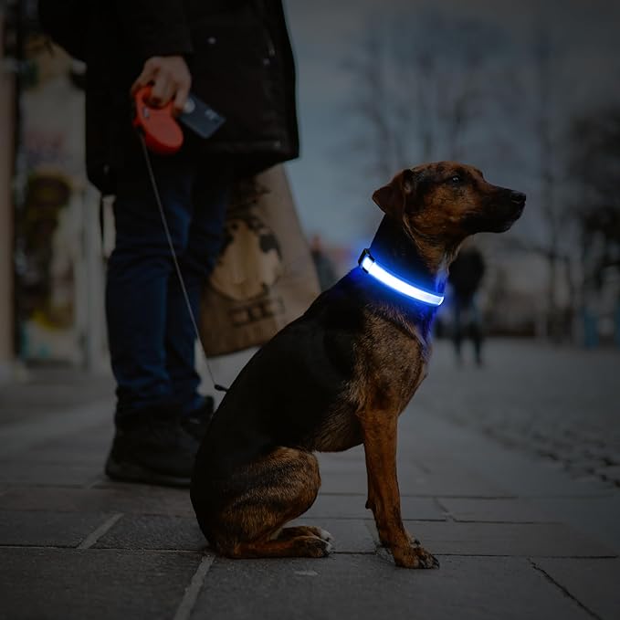 Illumifun LED Dog Collar, Fashion Rechargeable Dog Collar Glow in The Dark, Water-Resistant Safety Pet Collar for Your Dogs Walking at Night (Blue, Medium)