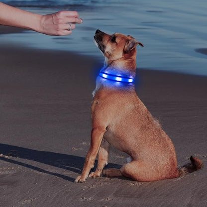 Illumifun Light Up Dog Collar, USB Rechargeable LED Dog Collar Glow in The Dark, Reflcetive Safety Glow Collar for Dogs Walking at Night (Small, Light Blue)
