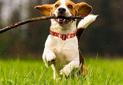 Halloween Dog Collar - Pumpkin Bat Ghost Pattern - Adjustable for Small Medium Large Dogs(Halloween,M)