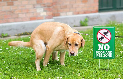 WaaHome No Poop and Pee Dog Sign - 8''X12'' Clean Up After Your Dog Sign with Metal Stakes - Please Pick Up After Your Dog Sign - Double Sided No Pooping and Peeing Dog Sign for Yard Lawn