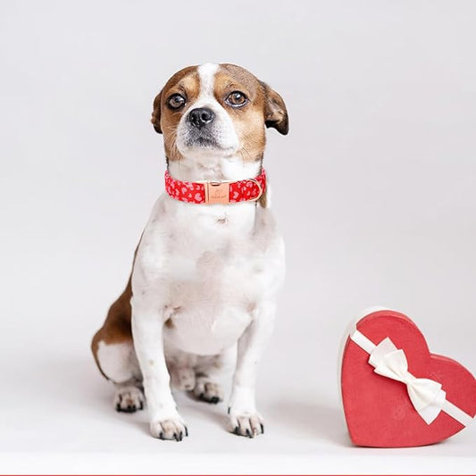 Valentines Dog Collar, Red Pink Heart Valentine Pet Collar with Metal Buckel, Durable Adjustable Holiday Dog Collars for Small Medium Large Dogs M