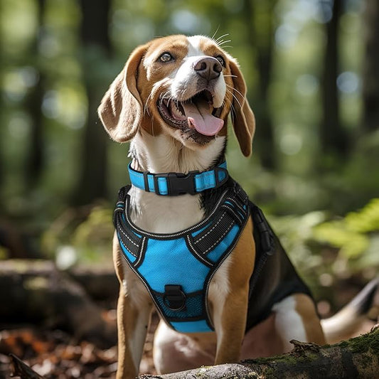 Joytale Reflective Dog Collar, Soft Neoprene Padded, Metal D-Ring, Nylon Pet Collar Adjustable for Extra Large Dogs, SkyBlue, XL