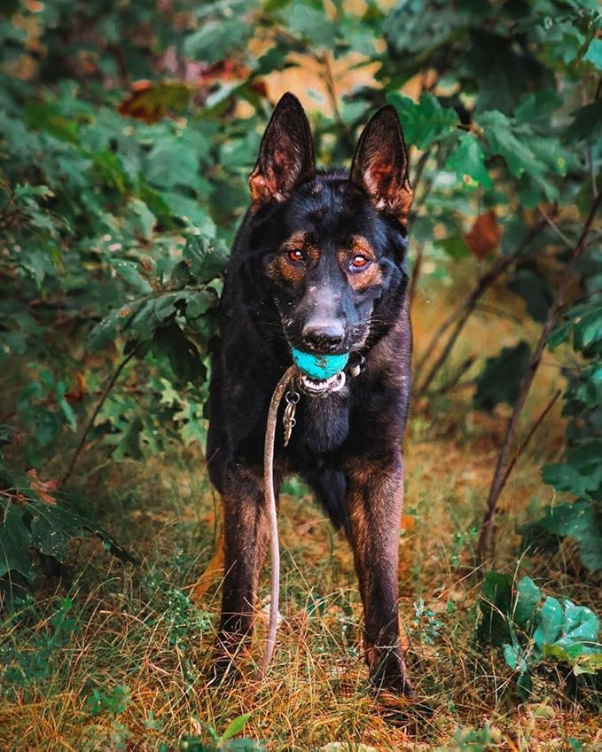 K9 Ops Dog Ball on a Rope Moki Tug Toy - Solid Rubber Fetch Training Reward - Large Dogs Durable Indestructible Chewers Pitbull Dobermann Rottweiler Shepherd (Tiger Orange - Black Rope)