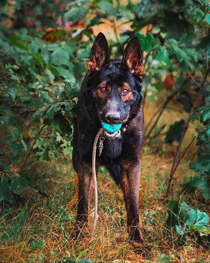 K9 Ops Dog Ball on a Rope Moki Tug Toy - Solid Rubber Fetch Training Reward - Large Dogs Durable Indestructible Chewers Pitbull Dobermann Rottweiler Shepherd (Tiger Orange - Black Rope)