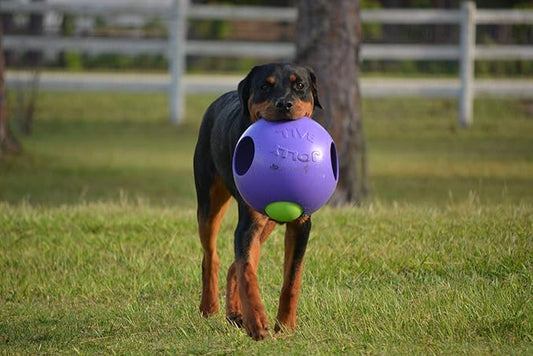 Jolly Pets Teaser Ball Dog Toy, Extra Large/10 Inches, Purple, X - Large/10 Inches (1510 PR)