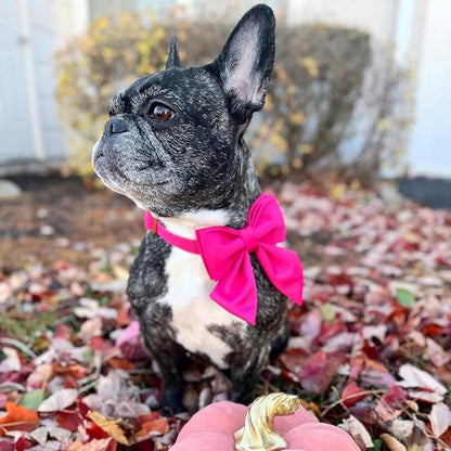 Maca Bates Hot Pink Dog Collar with Cute Rose Red Solid Sailor Bow Tie,Medium Girl Boy Dogs,Girly Adjustbale Durable Breakaway Soft Collars with Bowtie for Female Male Puppy,Pet with Metal Buckle