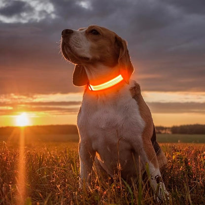 Illumifun USB Rechargeable LED Dog Collar, Light Up Dog Collar for Small Dogs, Reflective Adjustable Safety Dog Collar Lights for Night Walking (OrangeⅢ, Small)