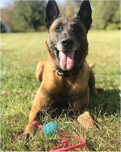 K9 Ops Dog Ball on a Rope Moki Tug Toy - Solid Rubber Fetch Training Reward - Large Dogs Tugs Durable Aggressive Chewers (Envy Green, MD/LG)