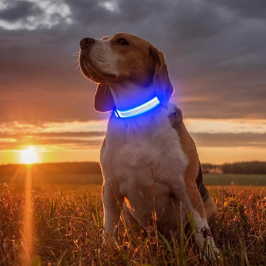 Illumifun LED Dog Collar - USB Rechargeable Dog Light Up Collar, Reflective Pet Collar Light Glow in The Dark (BlueⅢ, Medium)