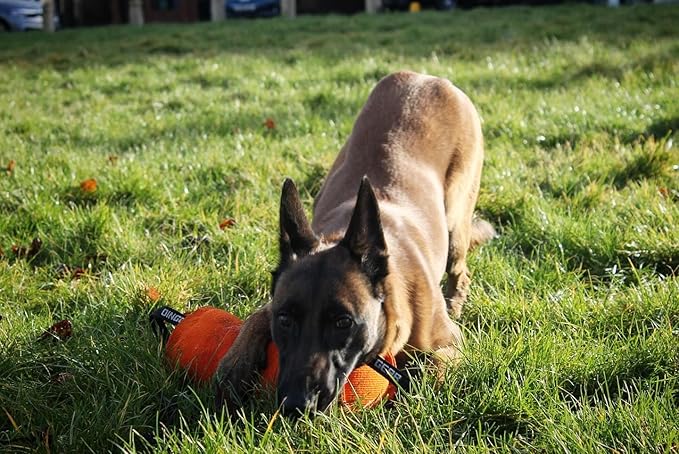 Dingo Gear Dog Tug Toy for Strong Dog, Bite Training, IGP, Fun, French Linen Candy, 12x5,5" Orange Berta S00098