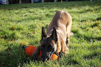 Dingo Gear Dog Tug Toy for Strong Dog, Bite Training, IGP, Fun, French Linen Candy, 12x5,5" Blue Berta S00097